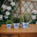 cer-s-3-6-8-10-chinoiserie-planters-blue-white-11