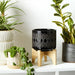 ceramic-5-aztec-planter-on-wooden-stand-black-12