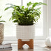 ceramic-5-dotted-planter-w-wood-stand-ivory-11