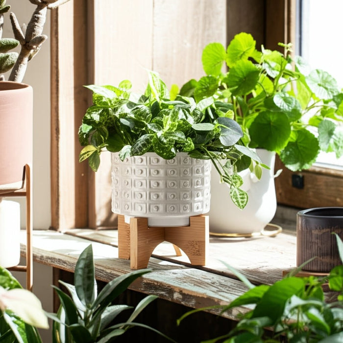 ceramic-5-dotted-planter-w-wood-stand-ivory-12