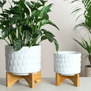 ceramic-s-2-5-8-planter-on-wooden-stand-white-6