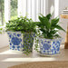 s-2-10-12-chinoiserie-saucer-planter-blue-white-10