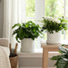 s-2-10-12-line-textured-planter-white-12