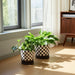 s-2-5-6-checkerboard-saucer-planters-black-white-11