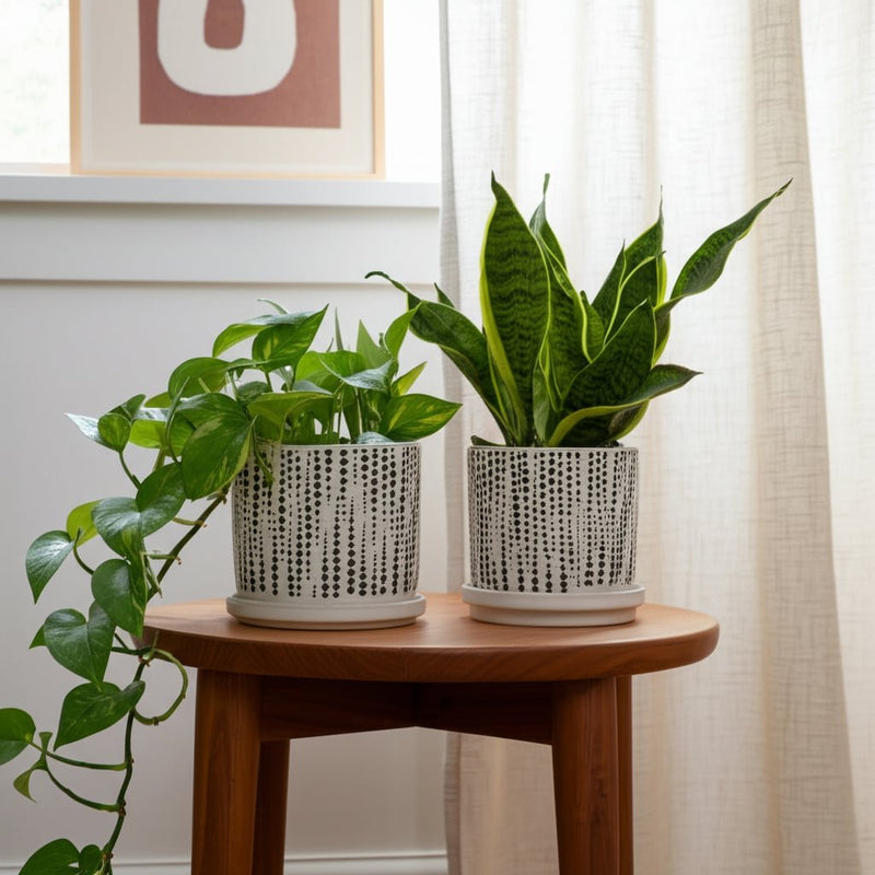 s-2-5-6-dotted-planters-w-saucer-beige-7