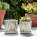 s-2-5-6-dotted-planters-w-saucer-beige-9