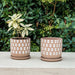 s-2-5-6-hand-stamped-saucer-planters-tan-white-11