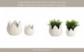 s-2-5-8-petal-planters-white-10