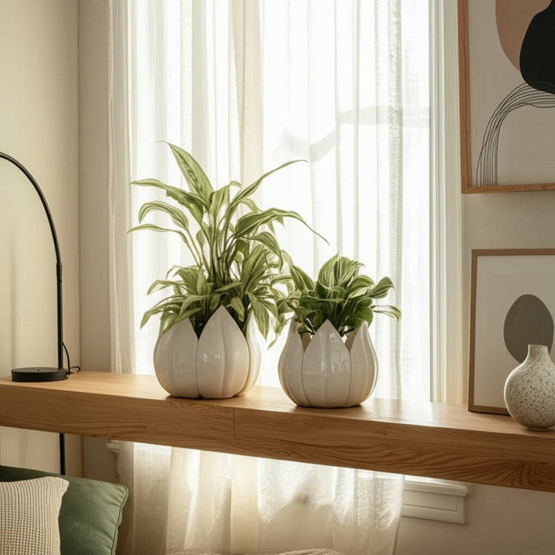 s-2-5-8-petal-planters-white-9