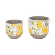 s-2-6-7-growing-lemons-planter-multi-2