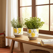 s-2-6-7-growing-lemons-planter-multi-9