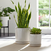 s-2-6-8-bubble-trim-planter-w-saucer-white-12