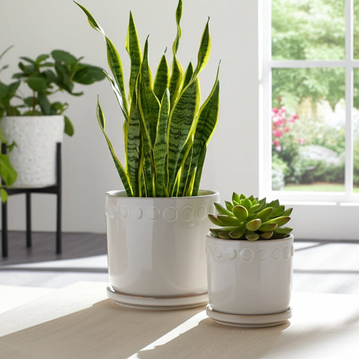 s-2-6-8-bubble-trim-planter-w-saucer-white-12