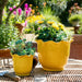 s-2-6-8-fluted-planters-yellow-11