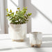 s-2-6-8-iridescent-bravais-footed-planters-ivory-11