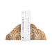 s-2-6-petrified-wood-bookends-natural-2