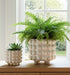 s-2-9-12-bubble-planters-white-9