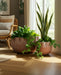 s-2-9-13-terracotta-planters-natural-8